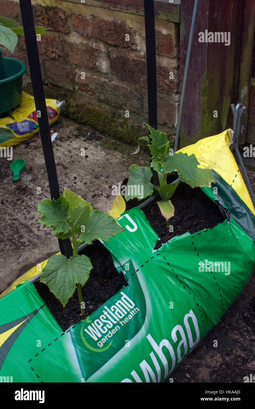 cucumber plants growing in a grow bag Stock Photo