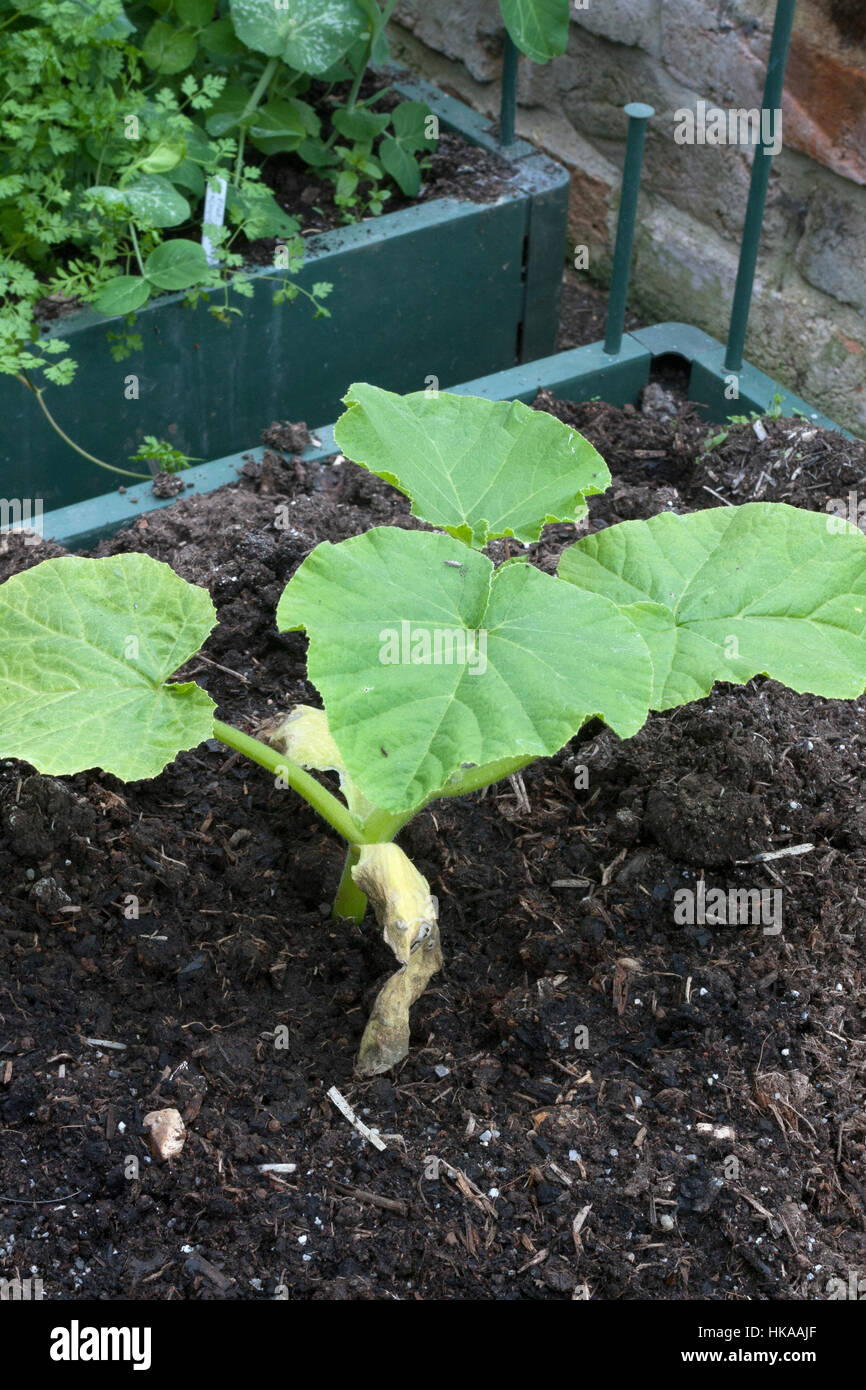 Pumpkin growing in a raised bed in a greenhouse Stock Photo Alamy