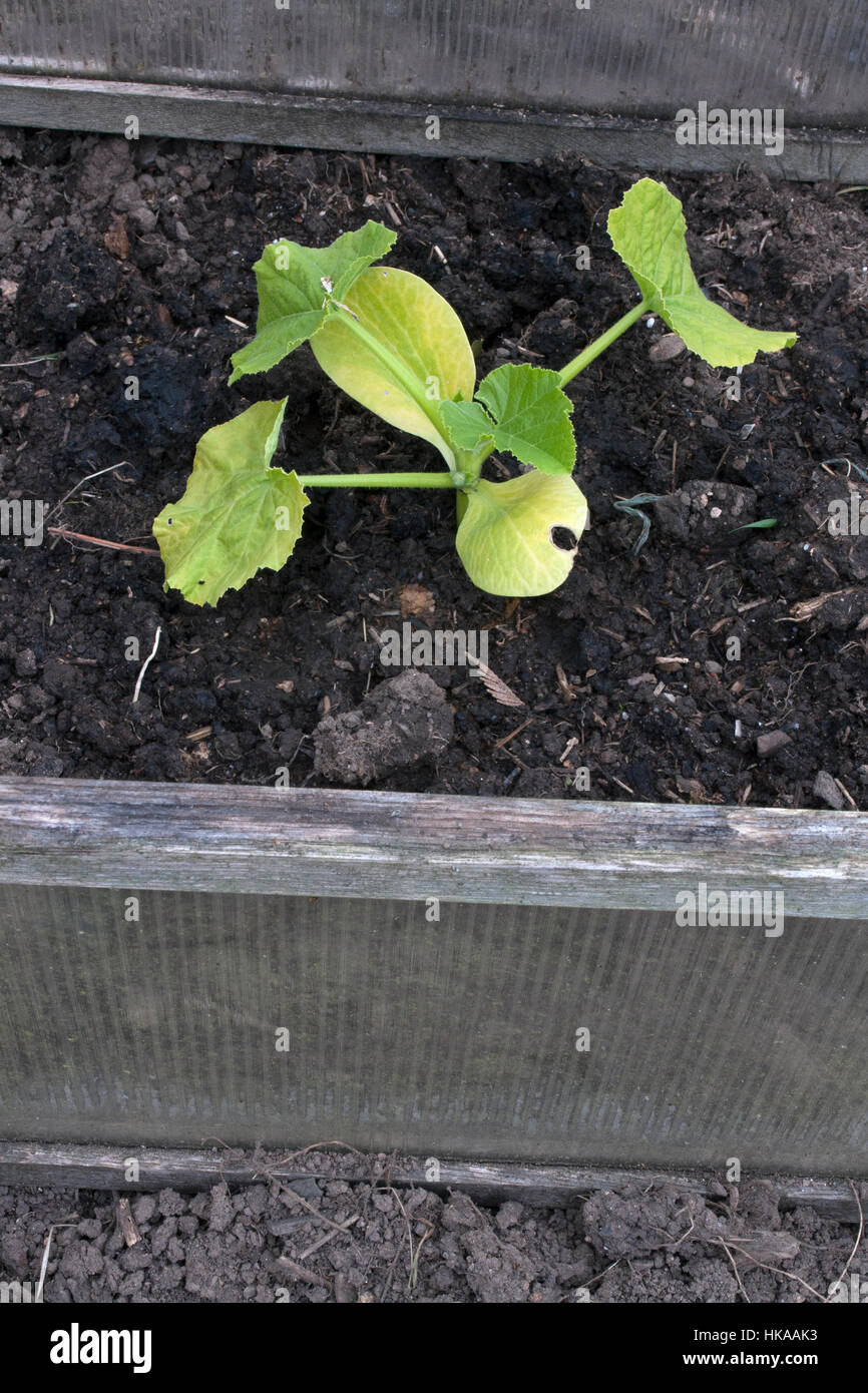 pumpkin growing in a cold frame Stock Photo