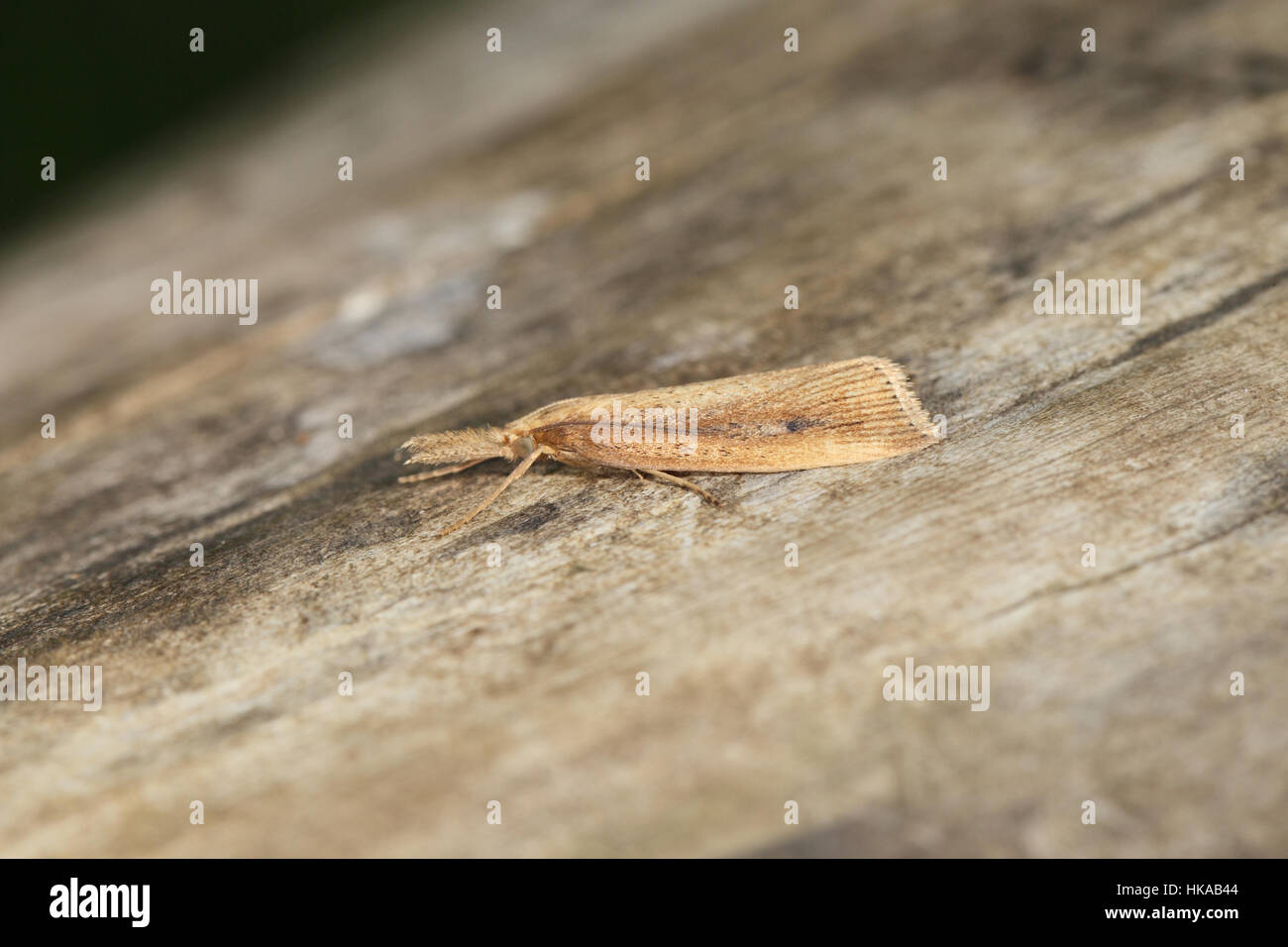 Giant Water-veneer (Schoenobius gigantella) - a large micro-moth sitting on a brown piece of wood Stock Photo