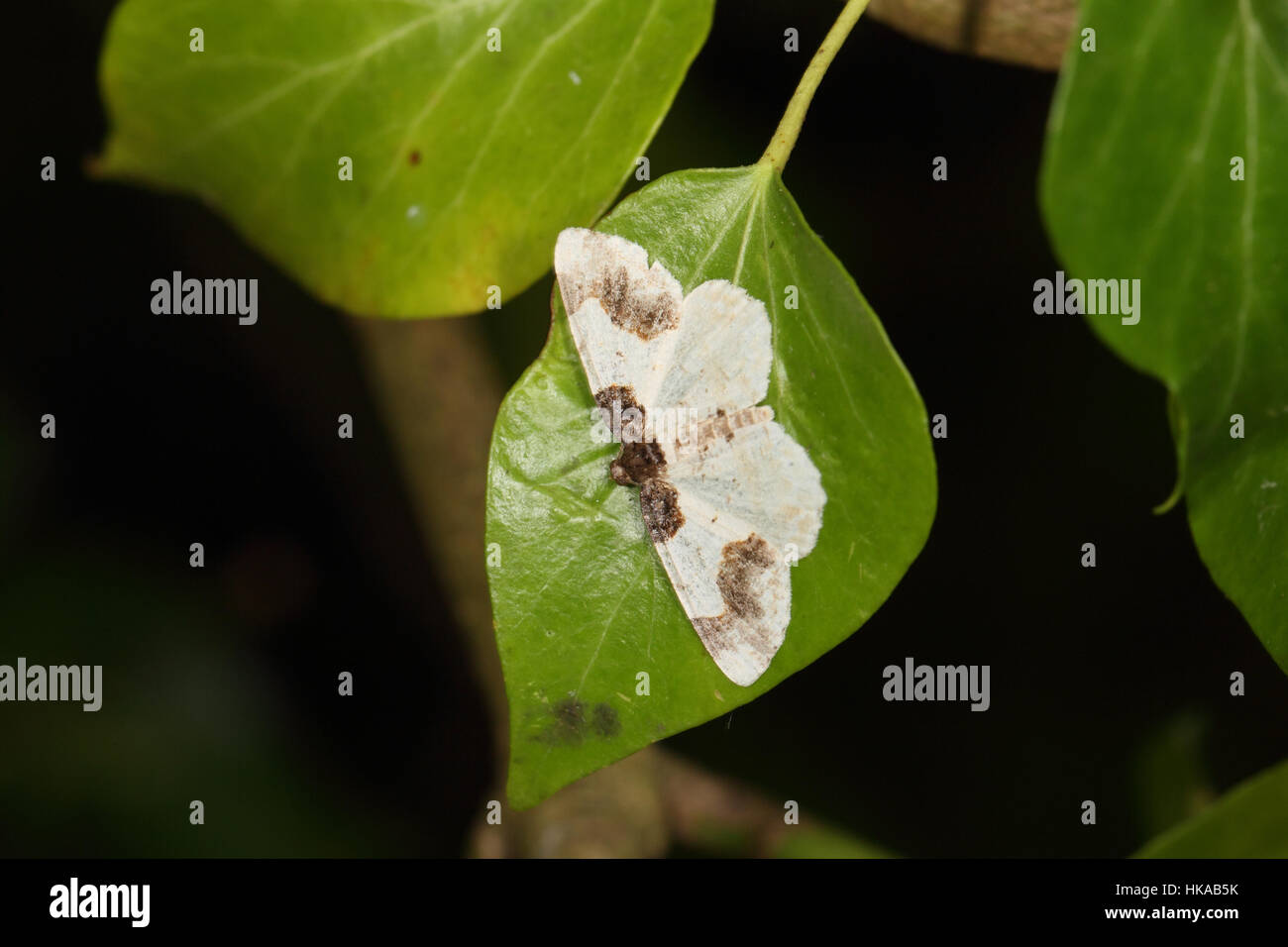 Scorched Carpet (Ligdia adustata) - a white and faded black moth perched on a green leaf Stock Photo