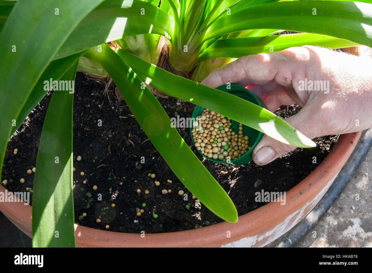 Applying slow controlled release fertiliser to an Agapanthus growing in a container Stock Photo