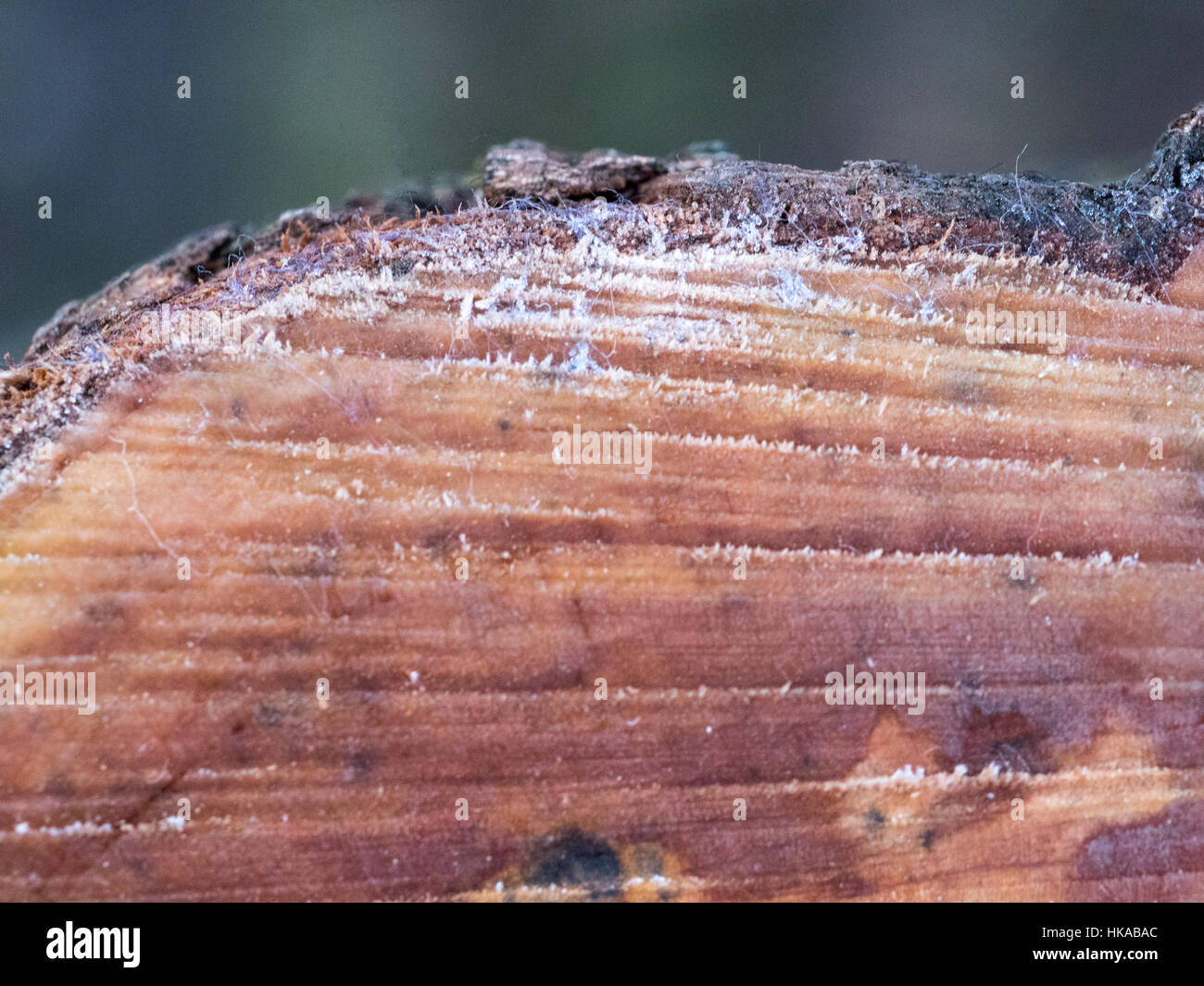 wood grain on a frosty morning on a cut down tree stump Stock Photo