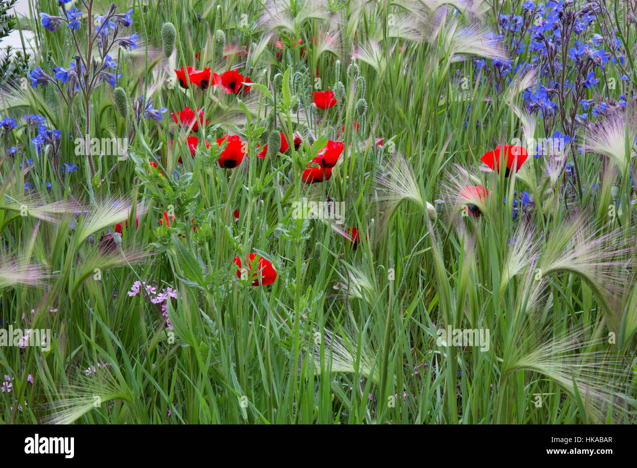 Hordeum ornamental Barley grass and field poppy poppies flowers