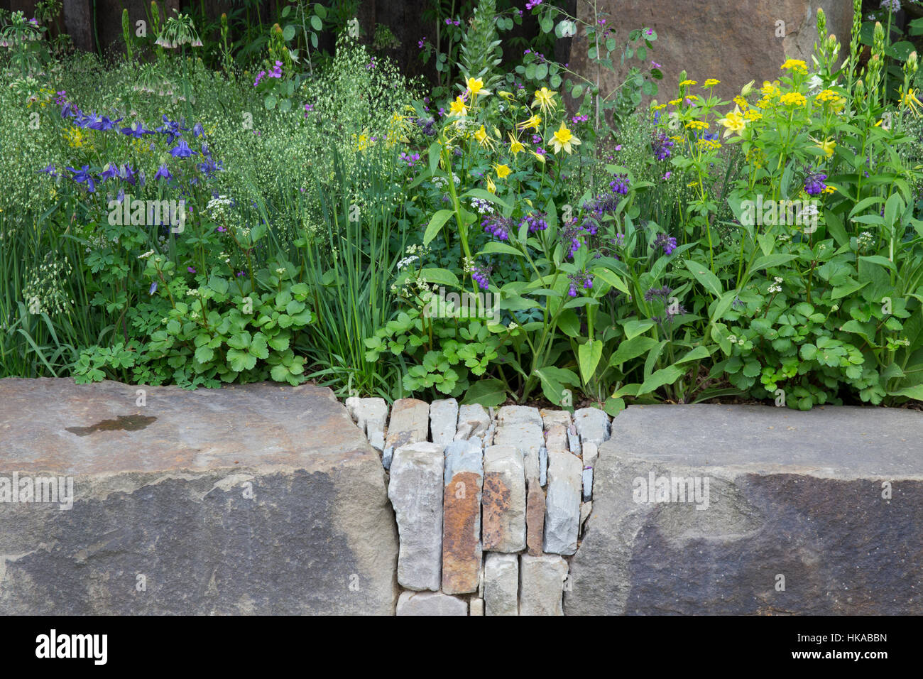 The M&G Garden, view of Forest of Dean sandstone boulder bench, Aquilegia chrysantha, Aquilegia alpina, Zizia aurea - Stock Photo