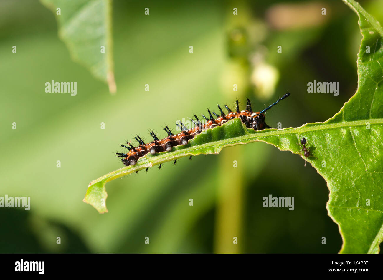 A gulf fritillary caterpillar eats a leaf Stock Photo Alamy