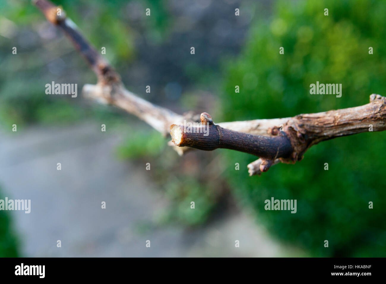 Winter pruning grapevine side shoots back to one or two buds Stock Photo Alamy