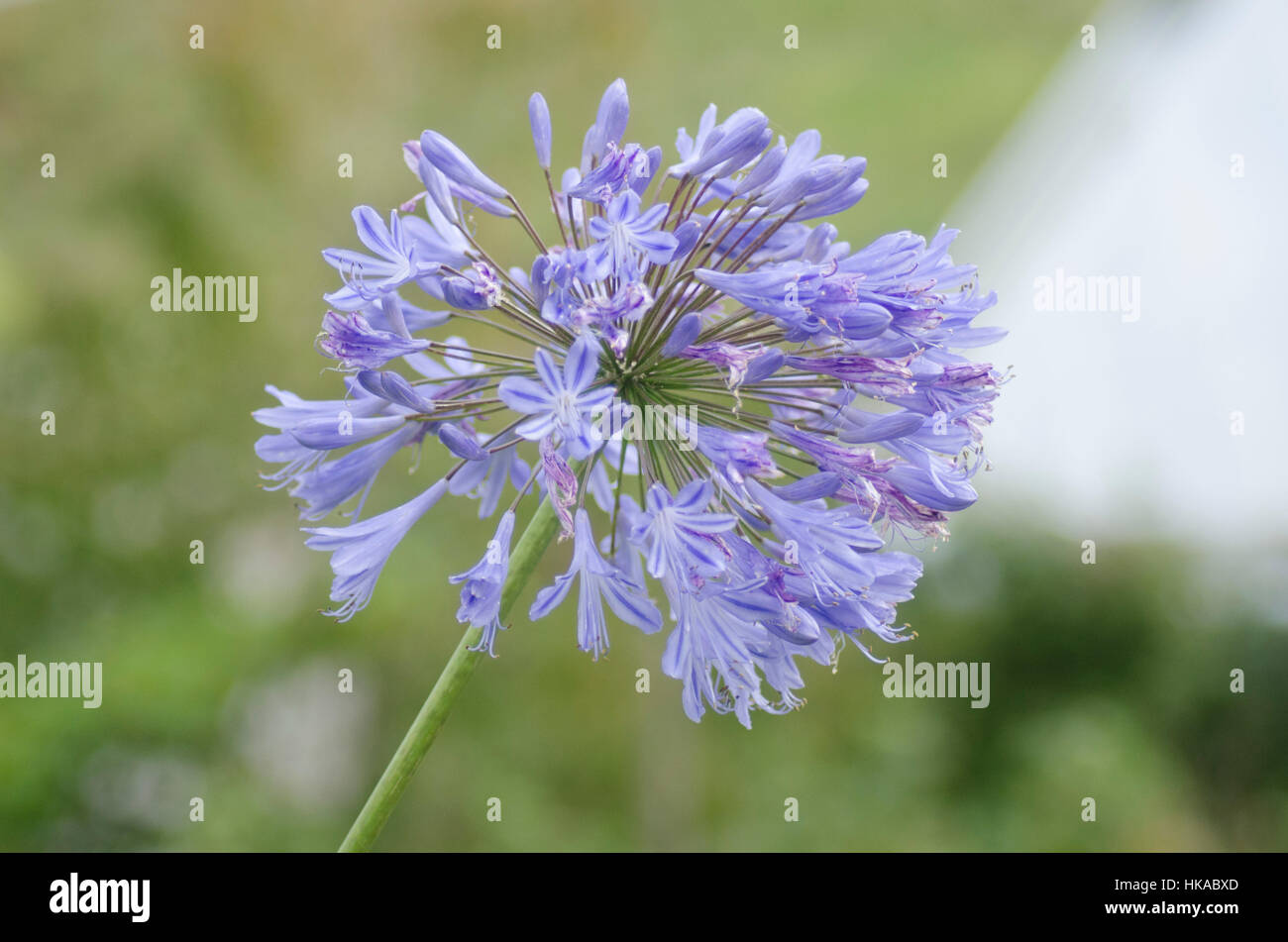 Purple flower at Eden Project, Cornwall Stock Photo