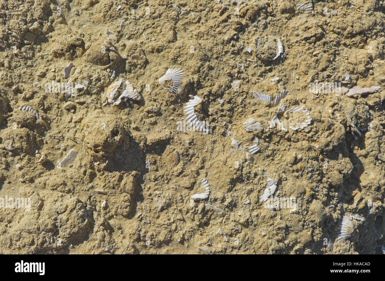 Fossilized sea shells in a cliff rock Stock Photo - Alamy
