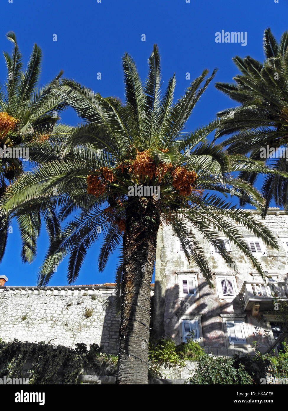 Korcula,palm-trees at harbor,Croatia,Europe,2 Stock Photo