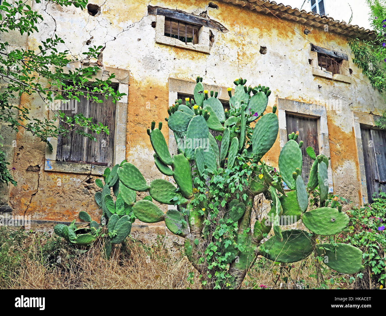 Cactus and ruined building left abandoned after the 1953 earthquake in village of Assos on Greek island of Kefalonia Greece. Stock Photo