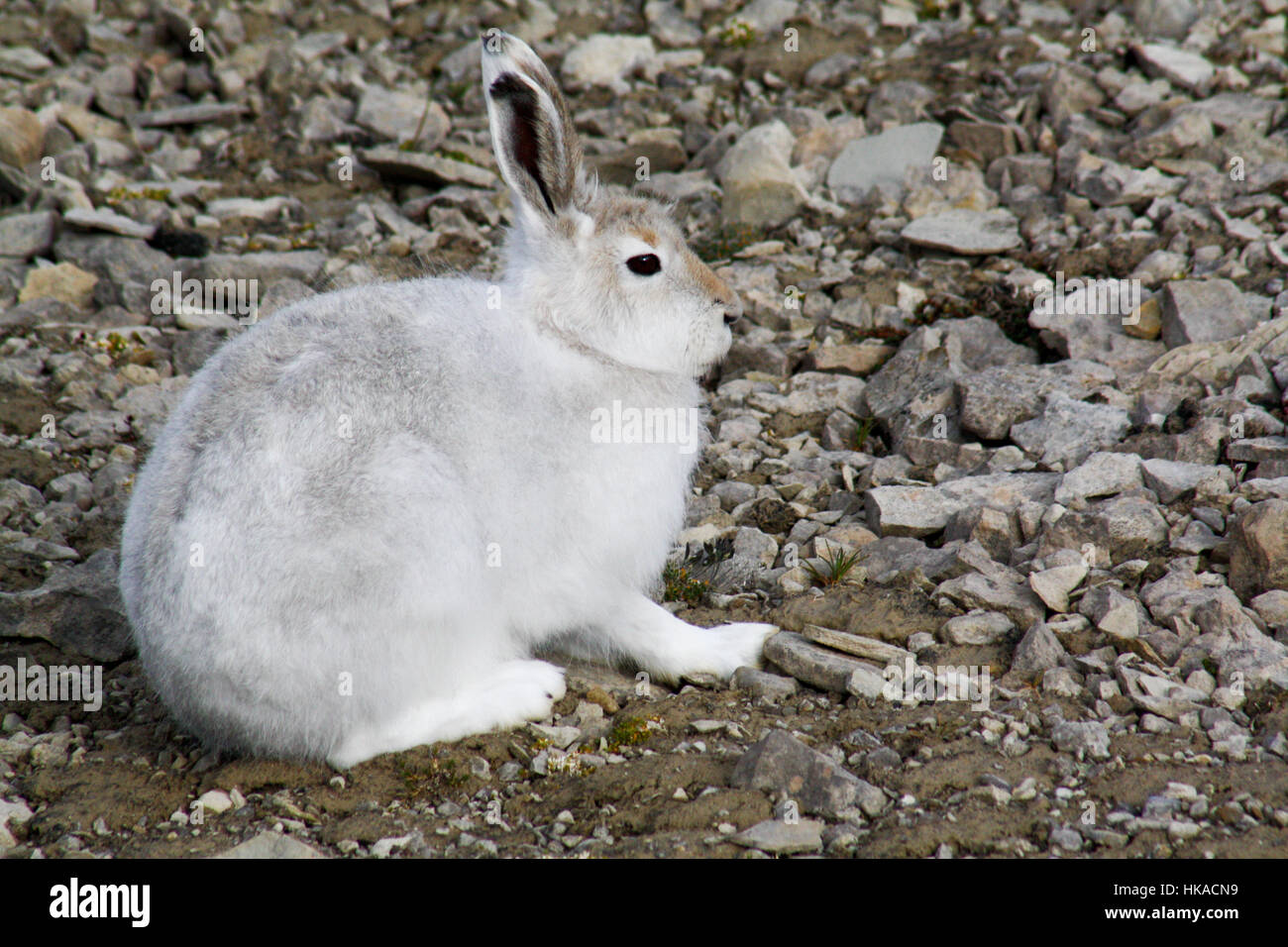 Arctic hare, Beechey Island, Nunavut, Canada Stock Photo