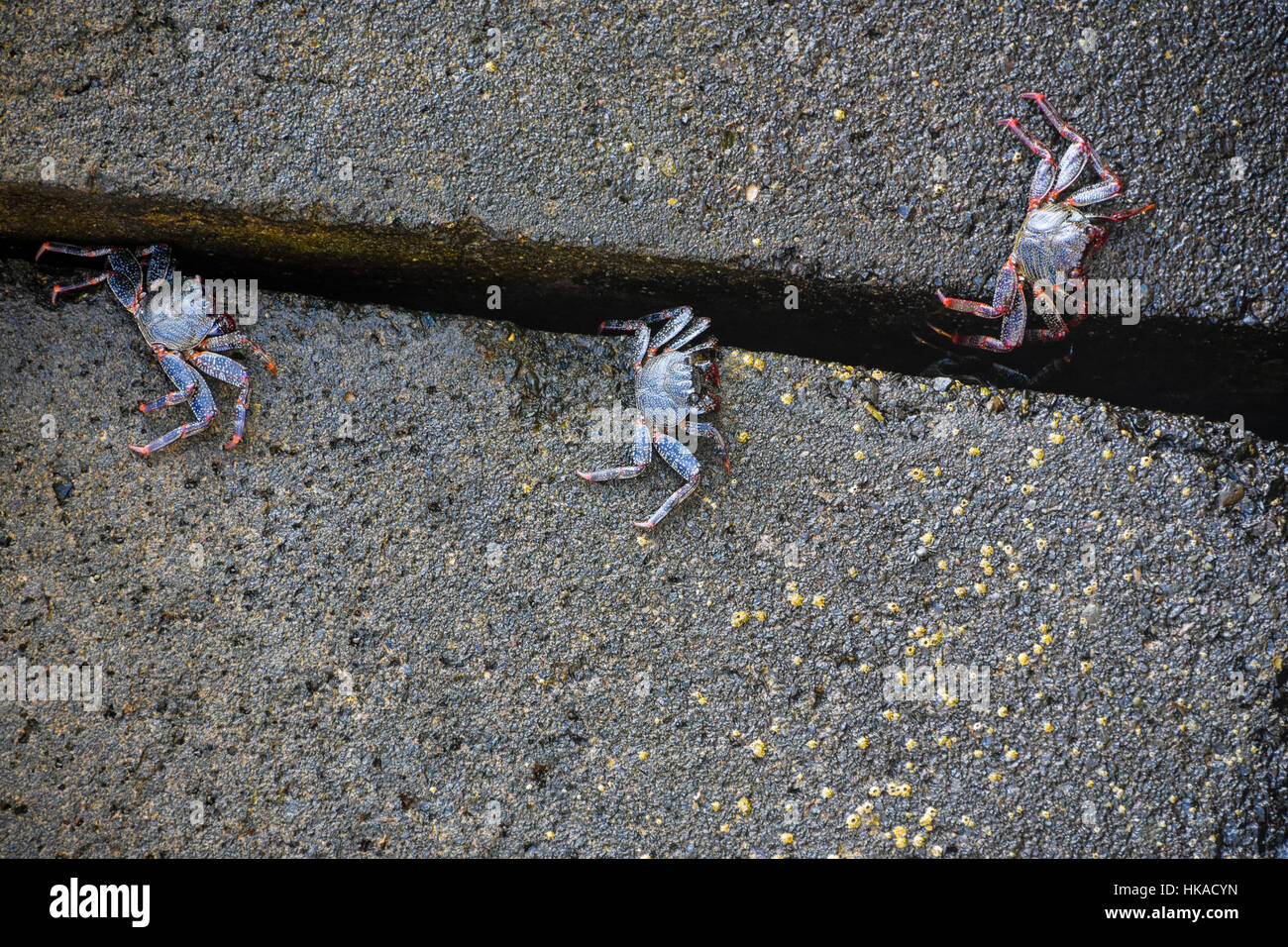 Blue and red crabs on concrete blocks, Gran Canaria, Spain Stock Photo