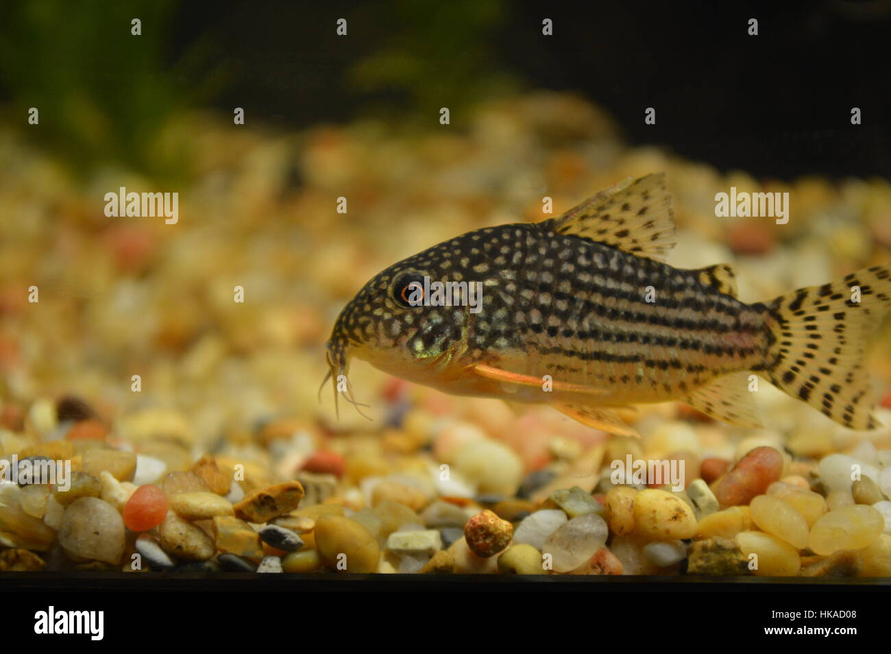 Corydoras Catfish Stock Photo