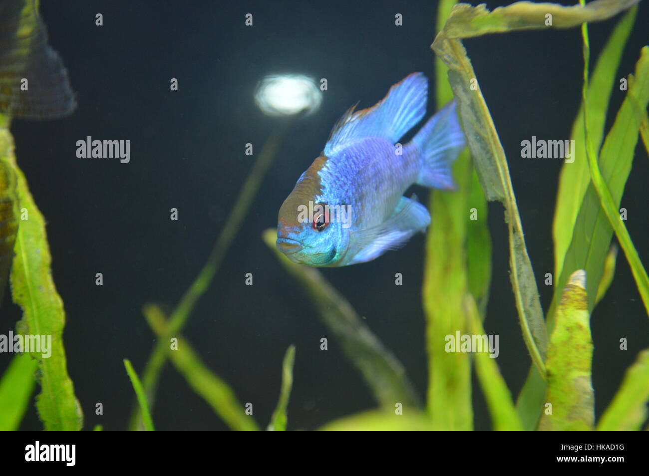 German Blue Ram Fish Stock Photo