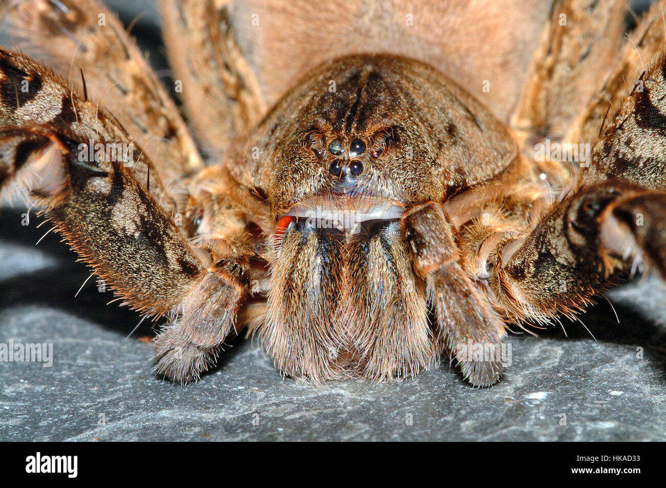 Pedipalp hi-res stock photography and images - Page 2 - Alamy