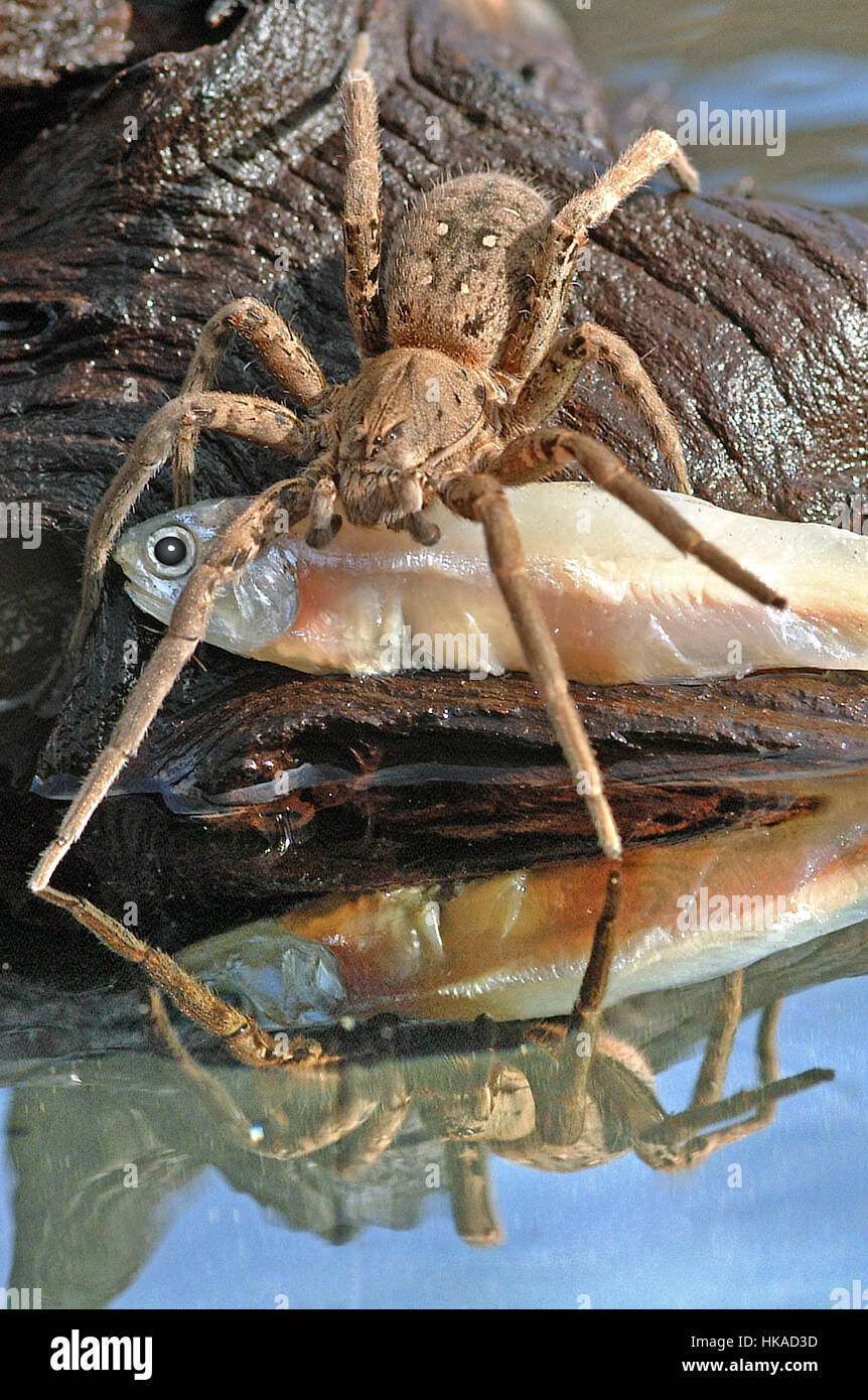 Giant Amazon Fishing Spider, Female with caught fish (Ancylometes  Bogotensis Stock Photo - Alamy