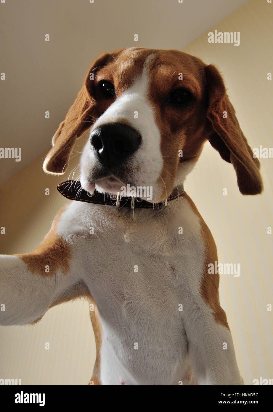 Dog taking picture of himself with camera Stock Photo Alamy