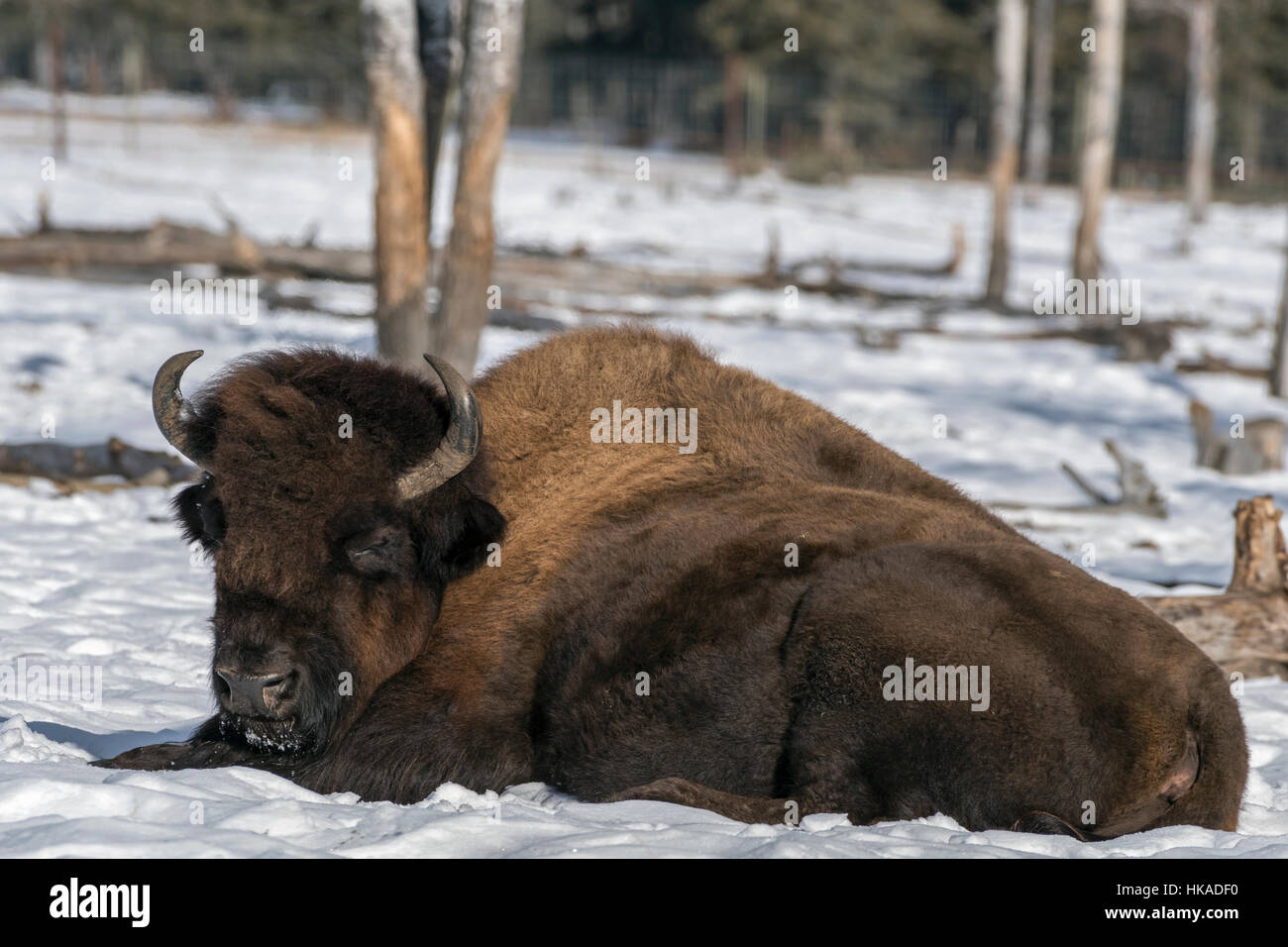 Large bison snoozing in the sun at the Yukon Wildlife Preserve, Whitehorse, Yukon Territory Stock Photo