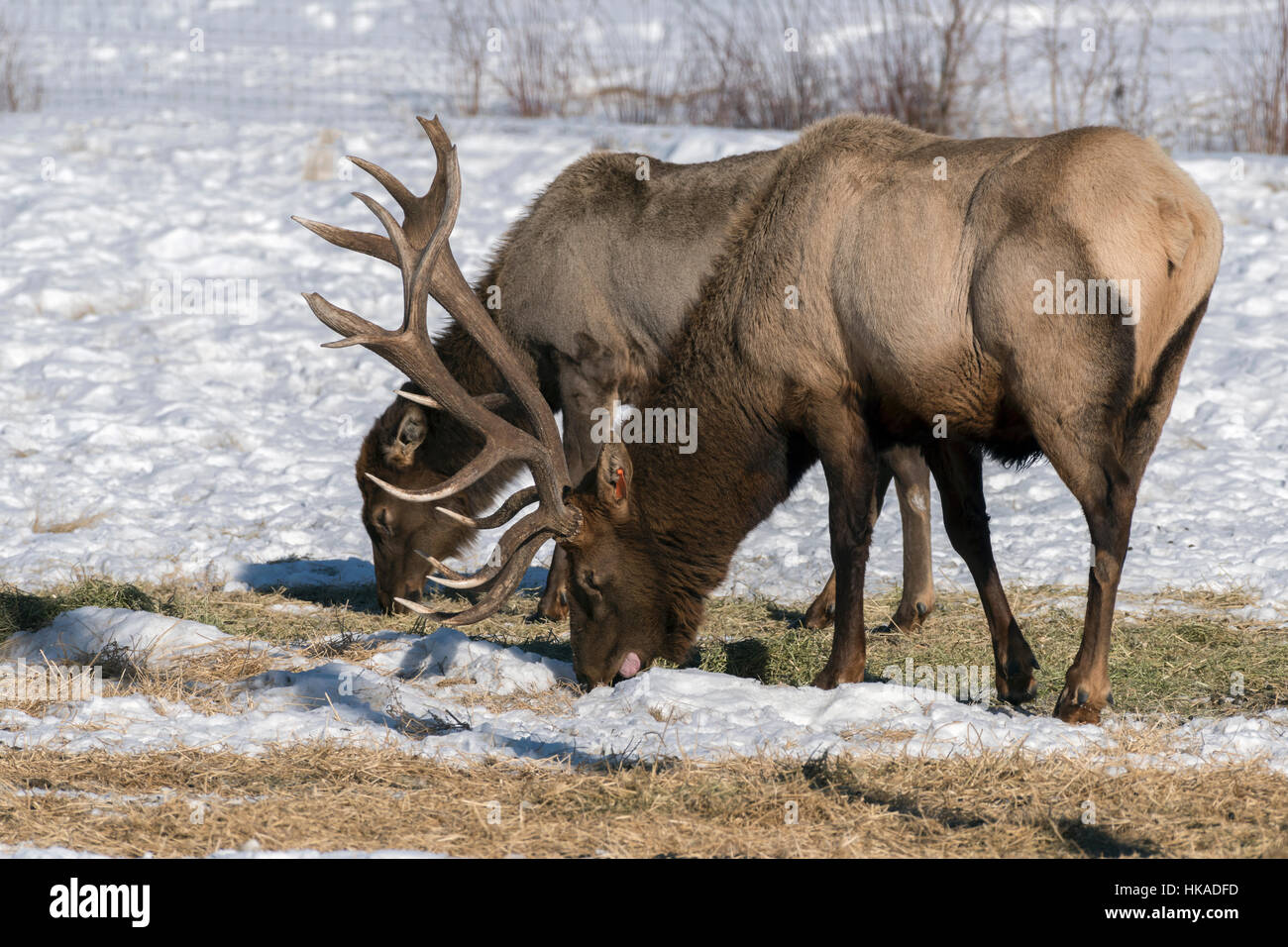 Heavily antlered bull elk with female feeding at the Yukon Wildlife Preserve, Whitehorse, Yukon Territory Stock Photo