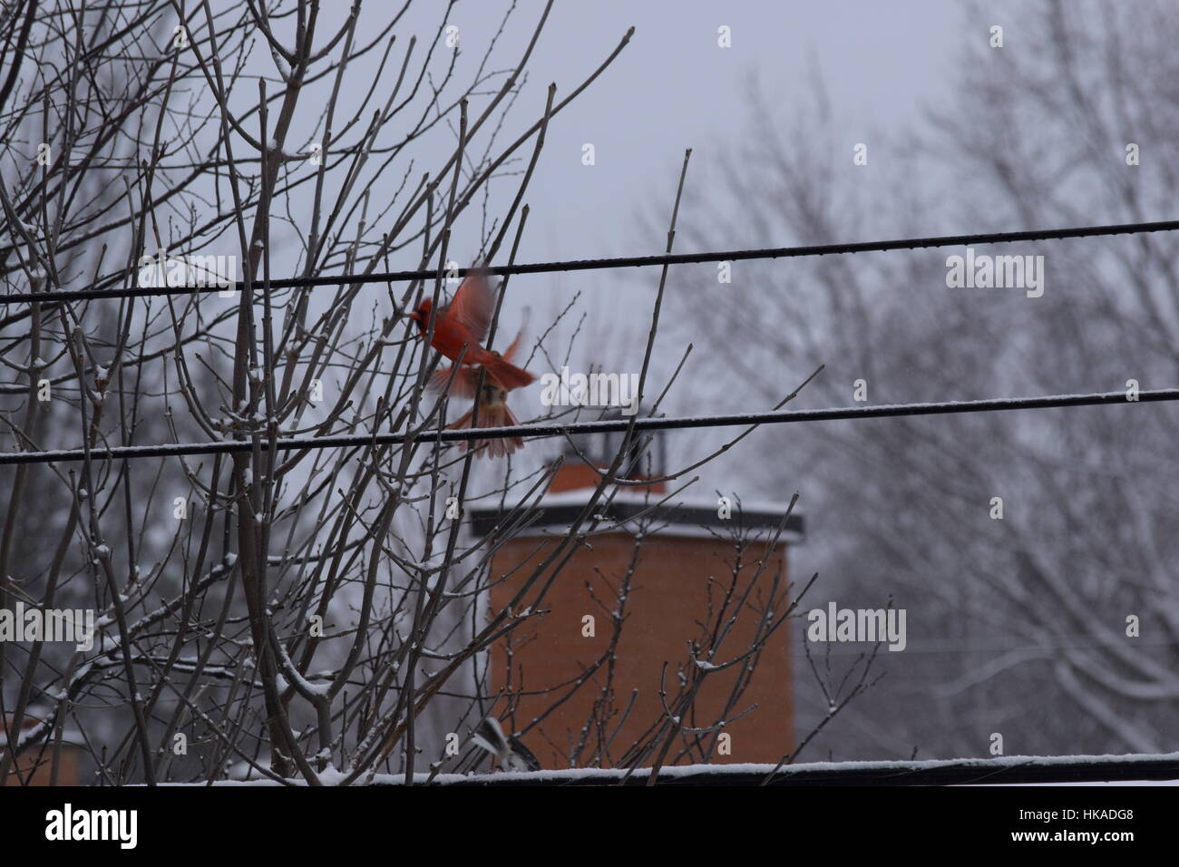 Two male cardinals chase each other in the backyard Stock Photo Alamy