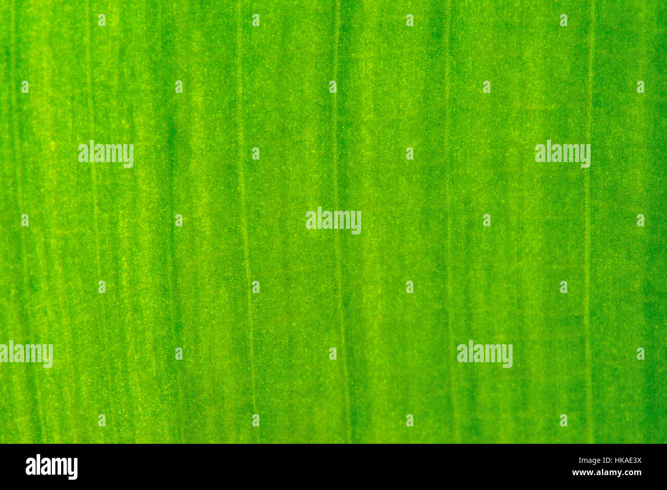 Gold leaf texture hi-res stock photography and images - Alamy