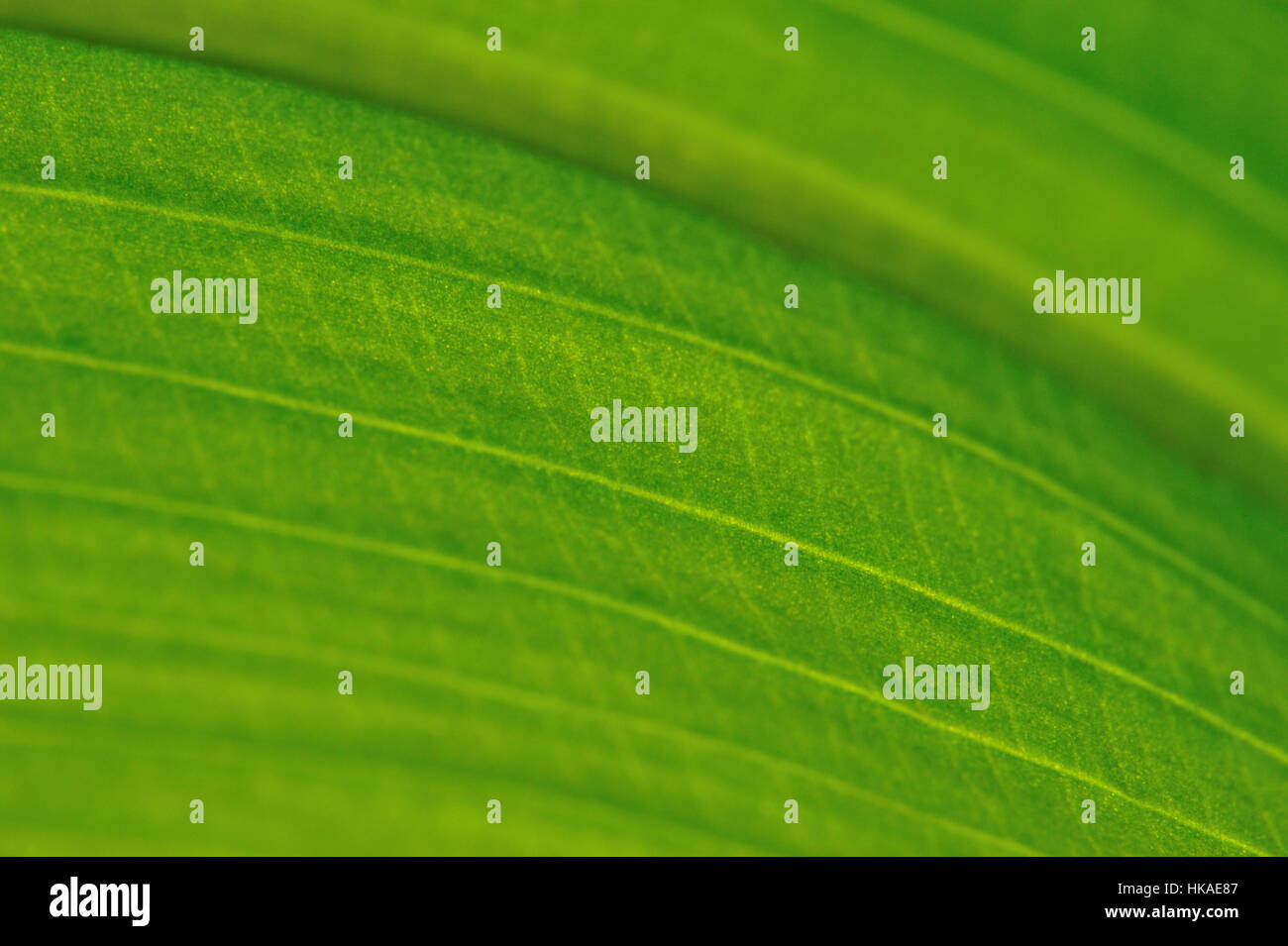 Gold leaf detail hi-res stock photography and images - Alamy