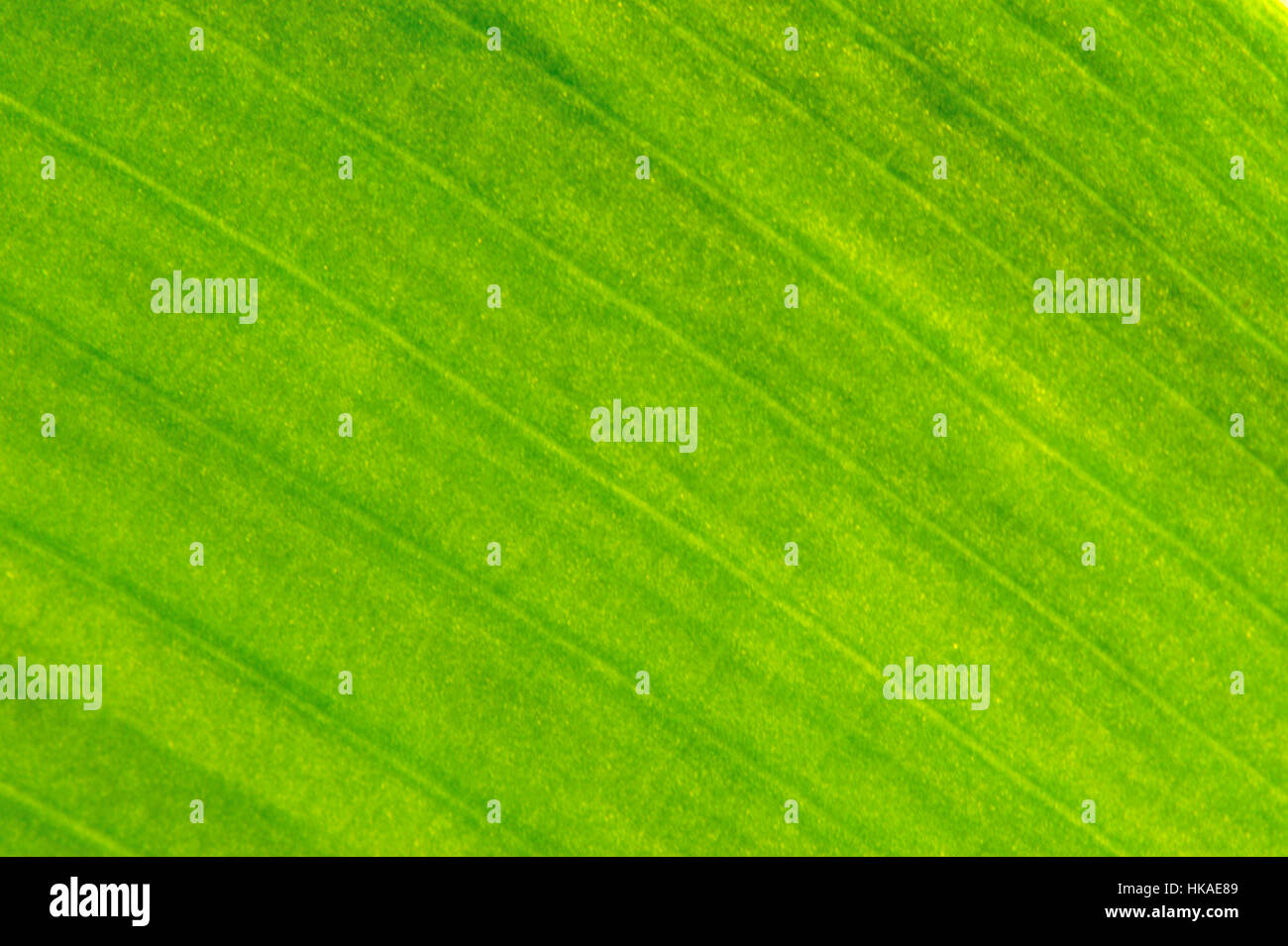 Gold leaf texture hi-res stock photography and images - Alamy