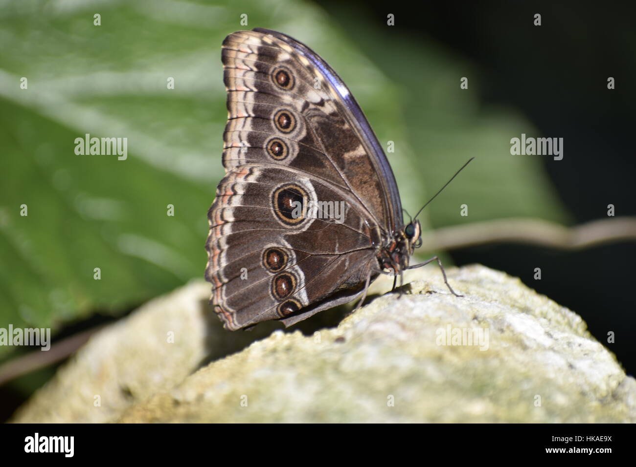 Beautiful brown, black, and blue butterfly standing on a rock preparing for takeoff Stock Photo