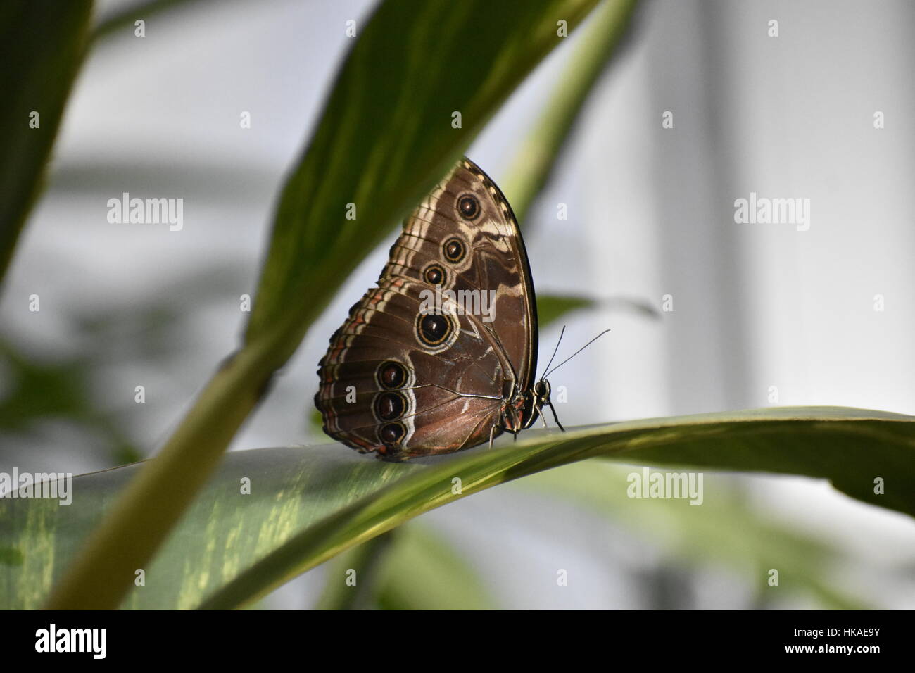 Beautiful brown, black, and yellow butterfly standing on a leaf preparing for takeoff Stock Photo
