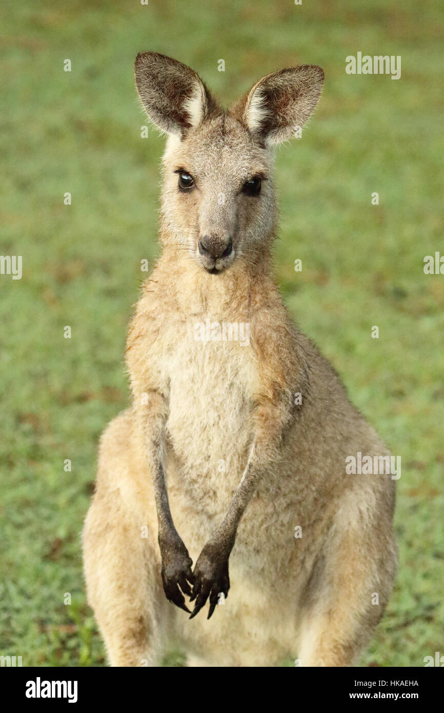 A portrait of a Kangaroo pausing in an Australian meadow. Stock Photo