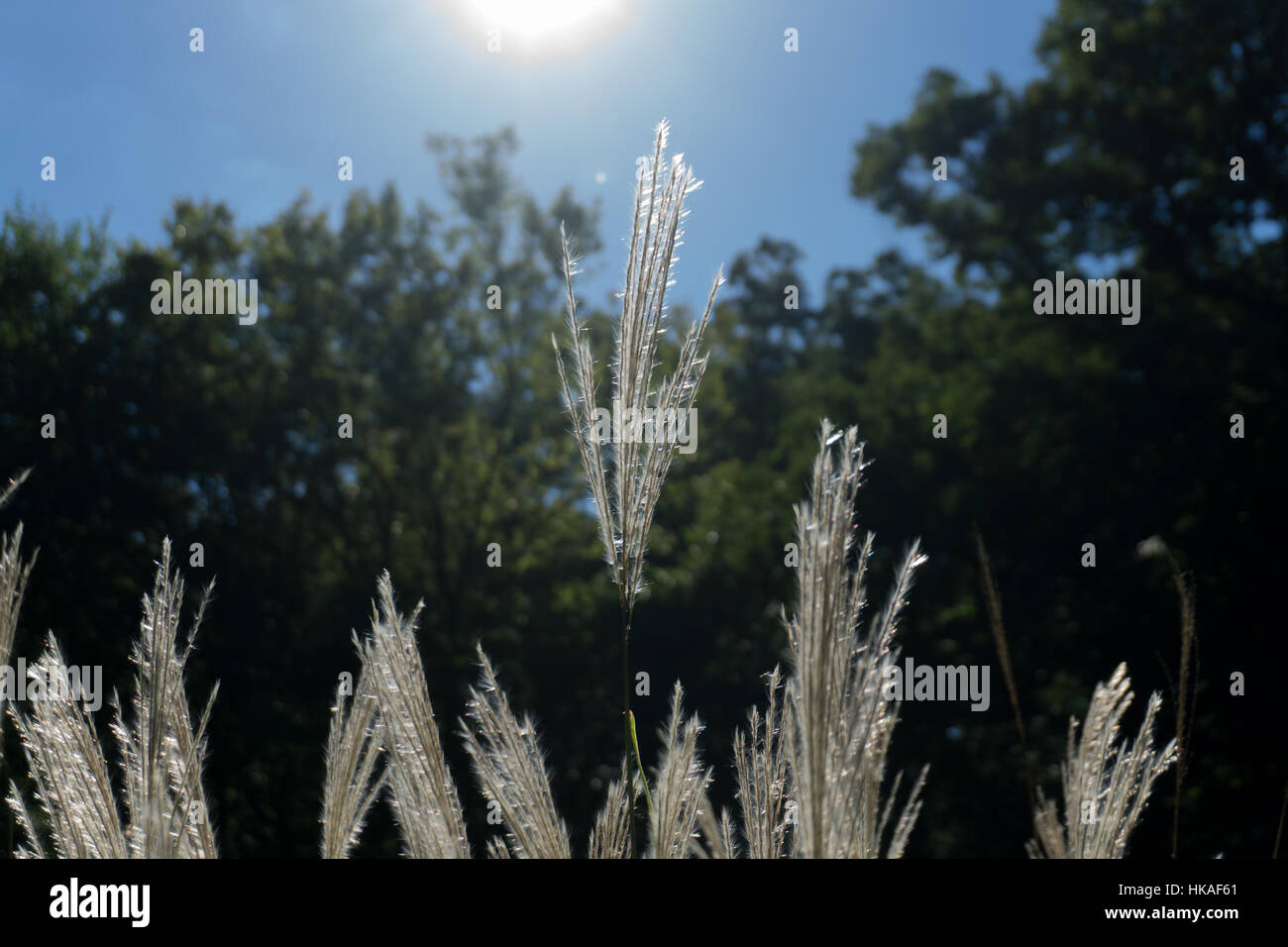 Plant Rising Up Field Plant Rising above the rest and shining Stock Photo - Alamy