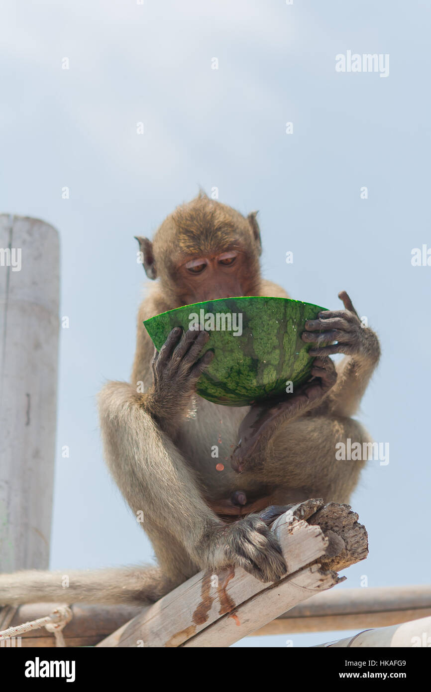 Small monkey eats watermelon on the beach Stock Photo Alamy