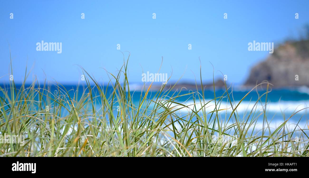 Sea grass in focus on beach in foreground with soft focus ocean, surf and rocks in the background Stock Photo