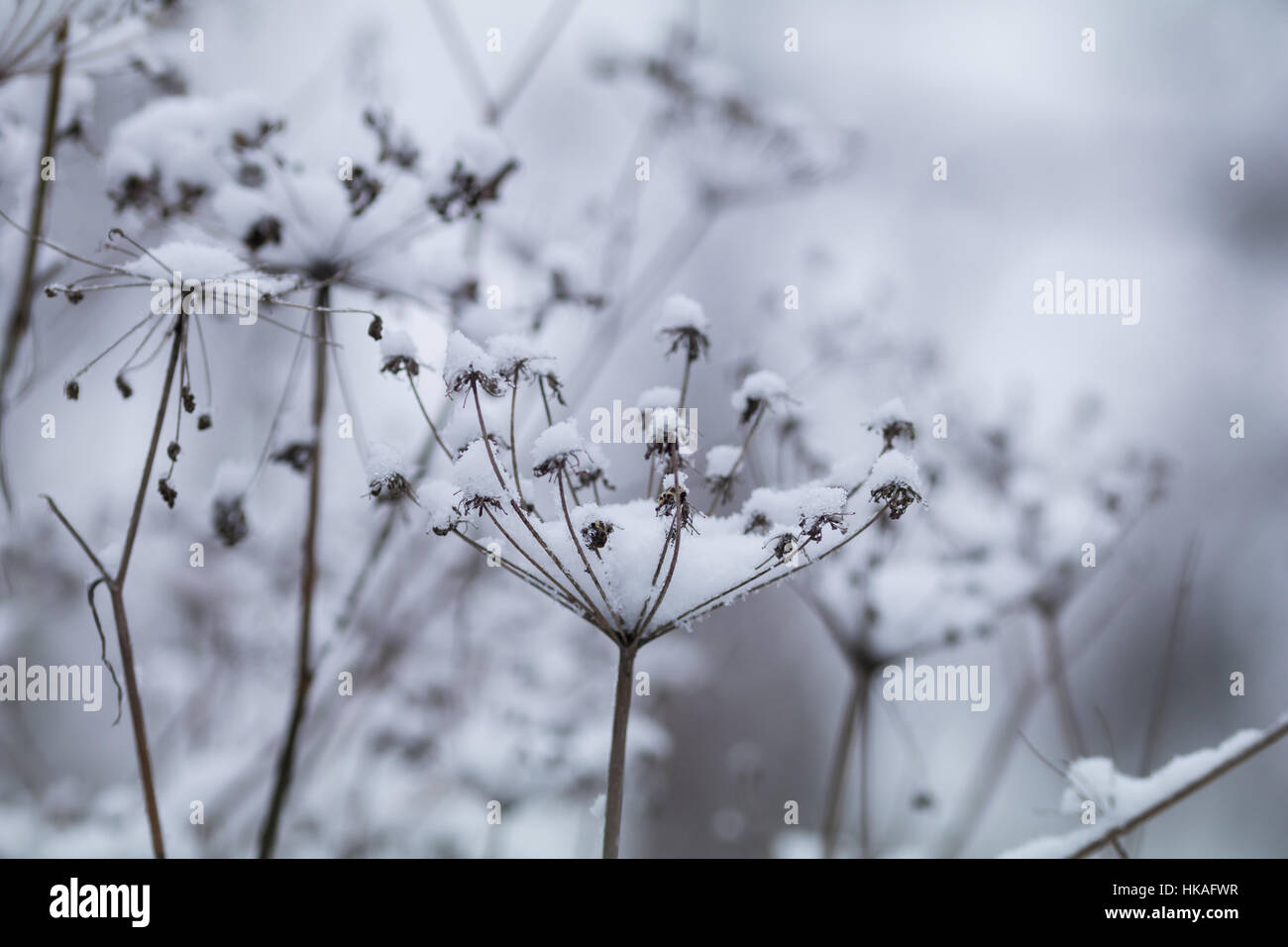 Snow flakes in pastel colors hi-res stock photography and images - Alamy