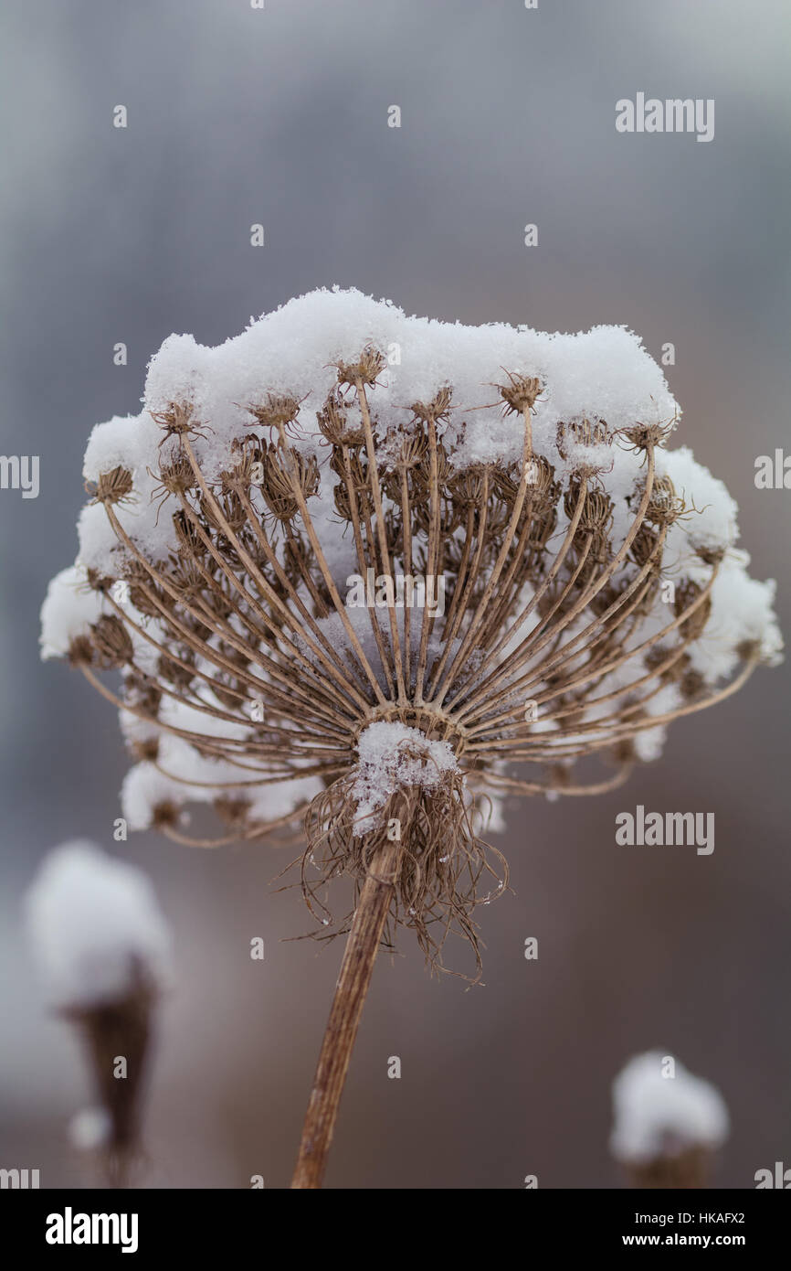 Dry leaf and flowers covered with snow flakes during winter season Stock Photo