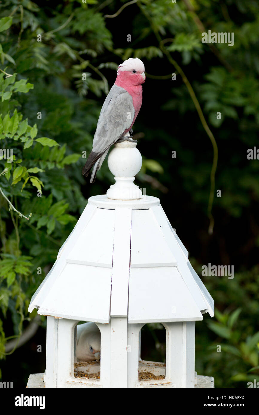 Galah resting Bowral Southern Highlands New South Wales Australia Stock Photo