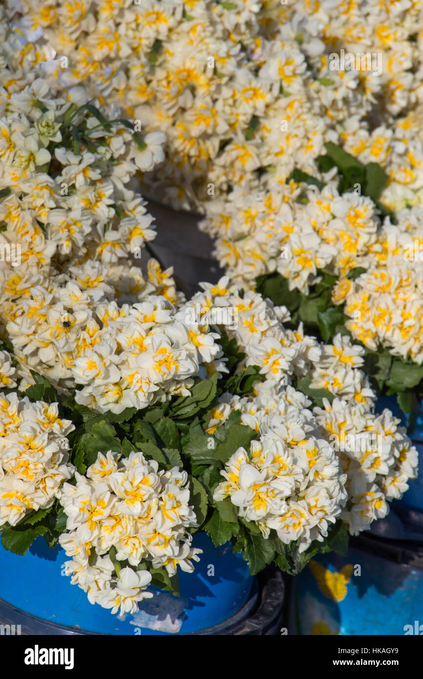 Beautiful fresh flowers as a nature background Stock Photo - Alamy