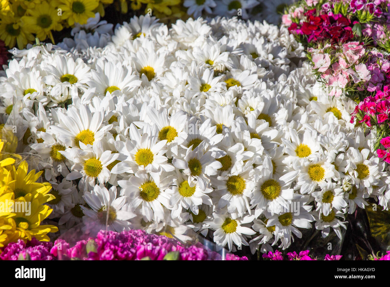 Beautiful fresh flowers as a nature background Stock Photo - Alamy
