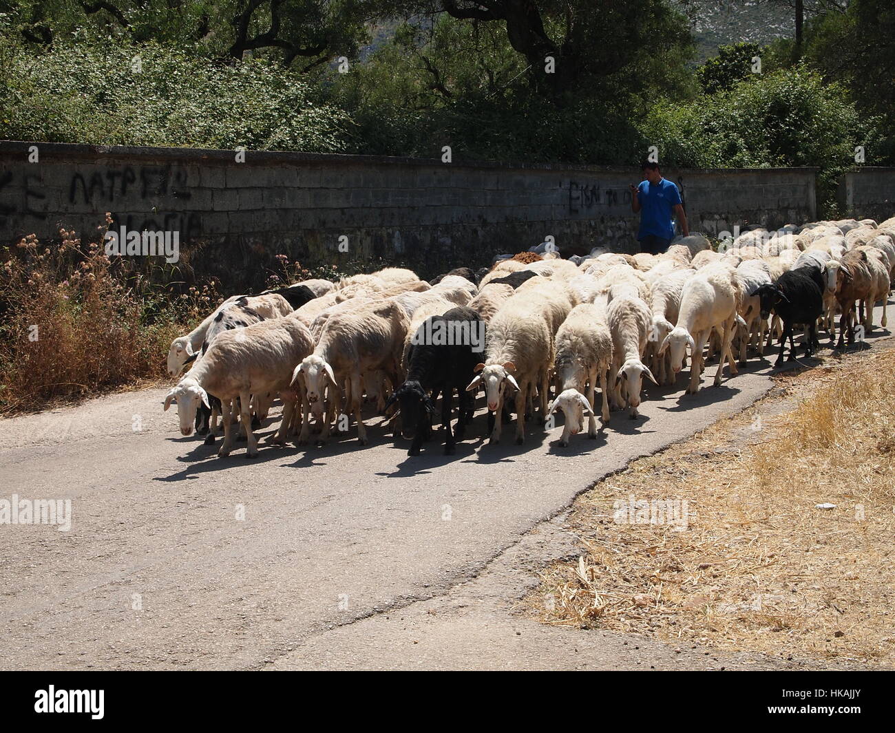 A herd of sheep on a macadam road, a countryside on Zakynthos island,  Greece Stock Photo - Alamy