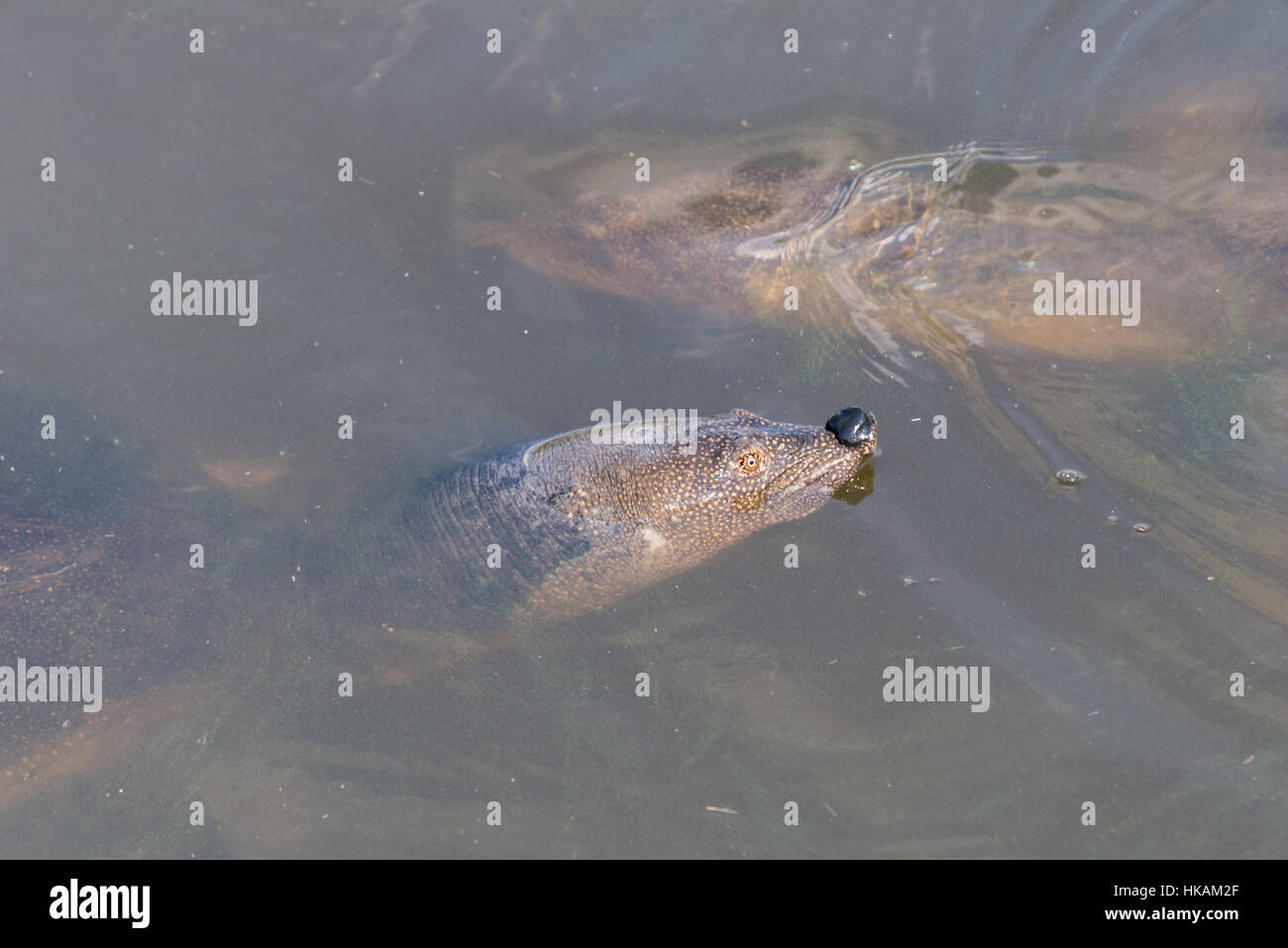 Soft-shell turtle at Nahal Alexander, Israel Stock Photo