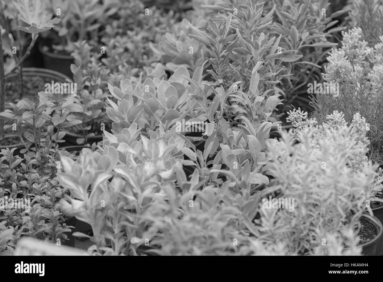 kinds of herbs in pots, note shallow depth of field Stock Photo