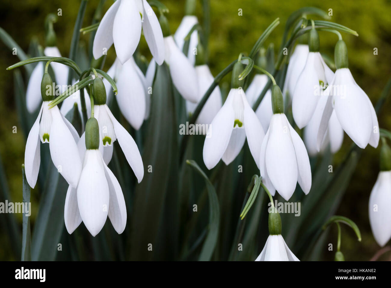 January flowers of the giant snowdrop, Galanthus elwesii 'Epiphany