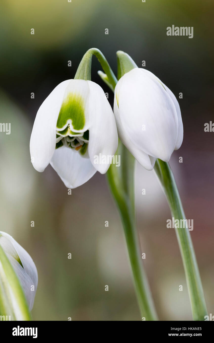 Double flowers of the Greatorex hybrid snowdrop, Galanthus 'G75' Stock Photo