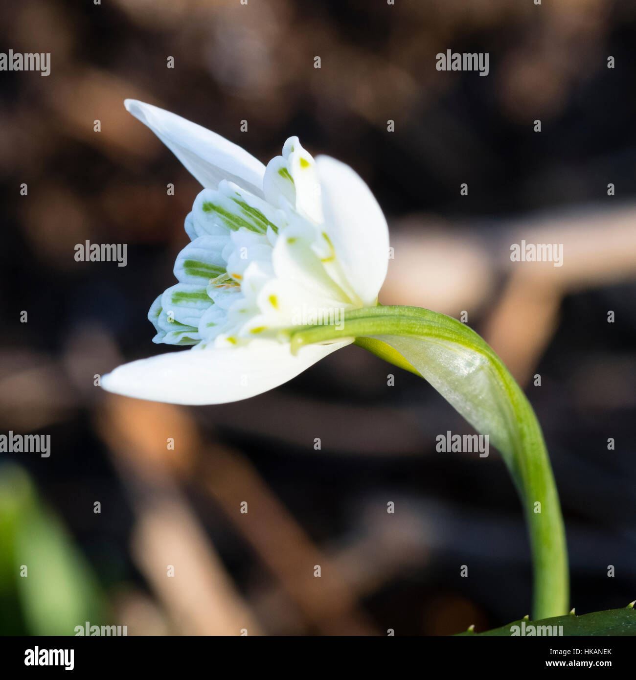 Intricately double flower of the winter blooming snowdrop, Galanthus 'Lady Beatrix Stanley' Stock Photo