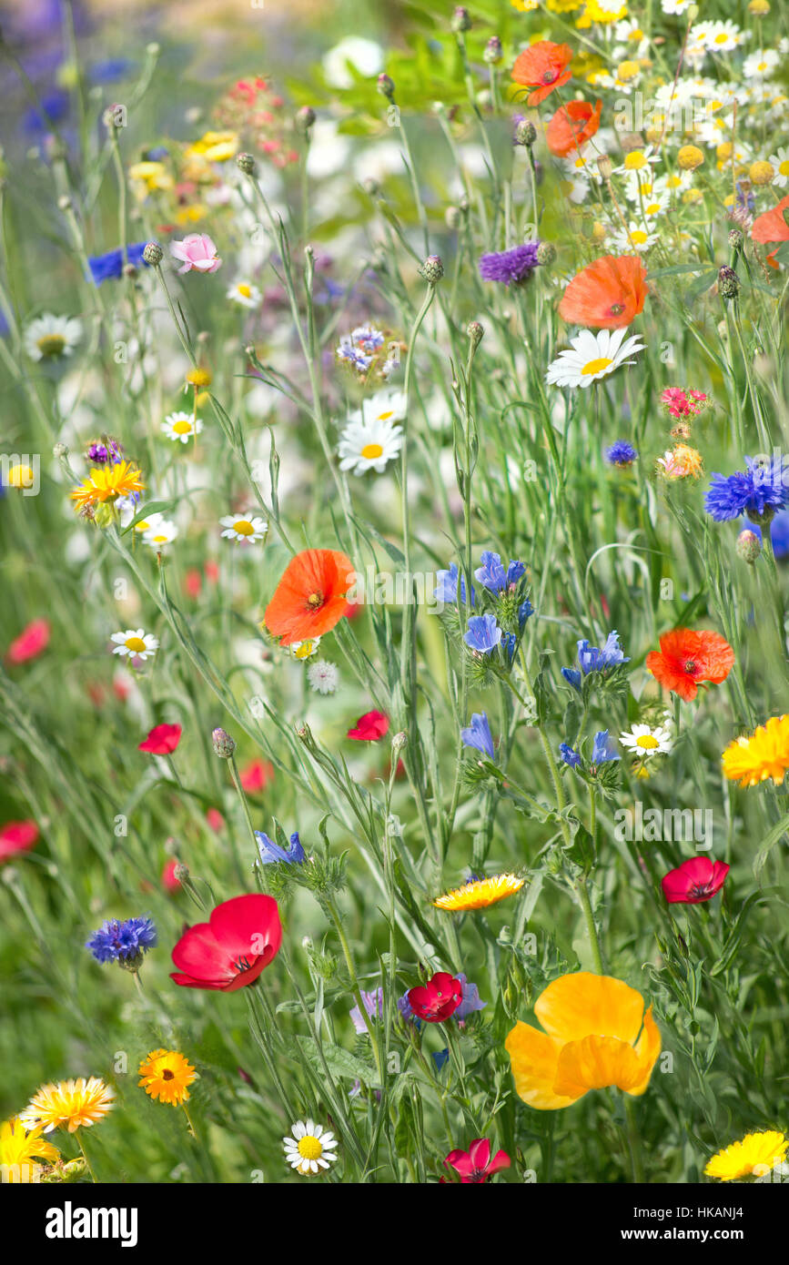 Wild flower meadow Stock Photo