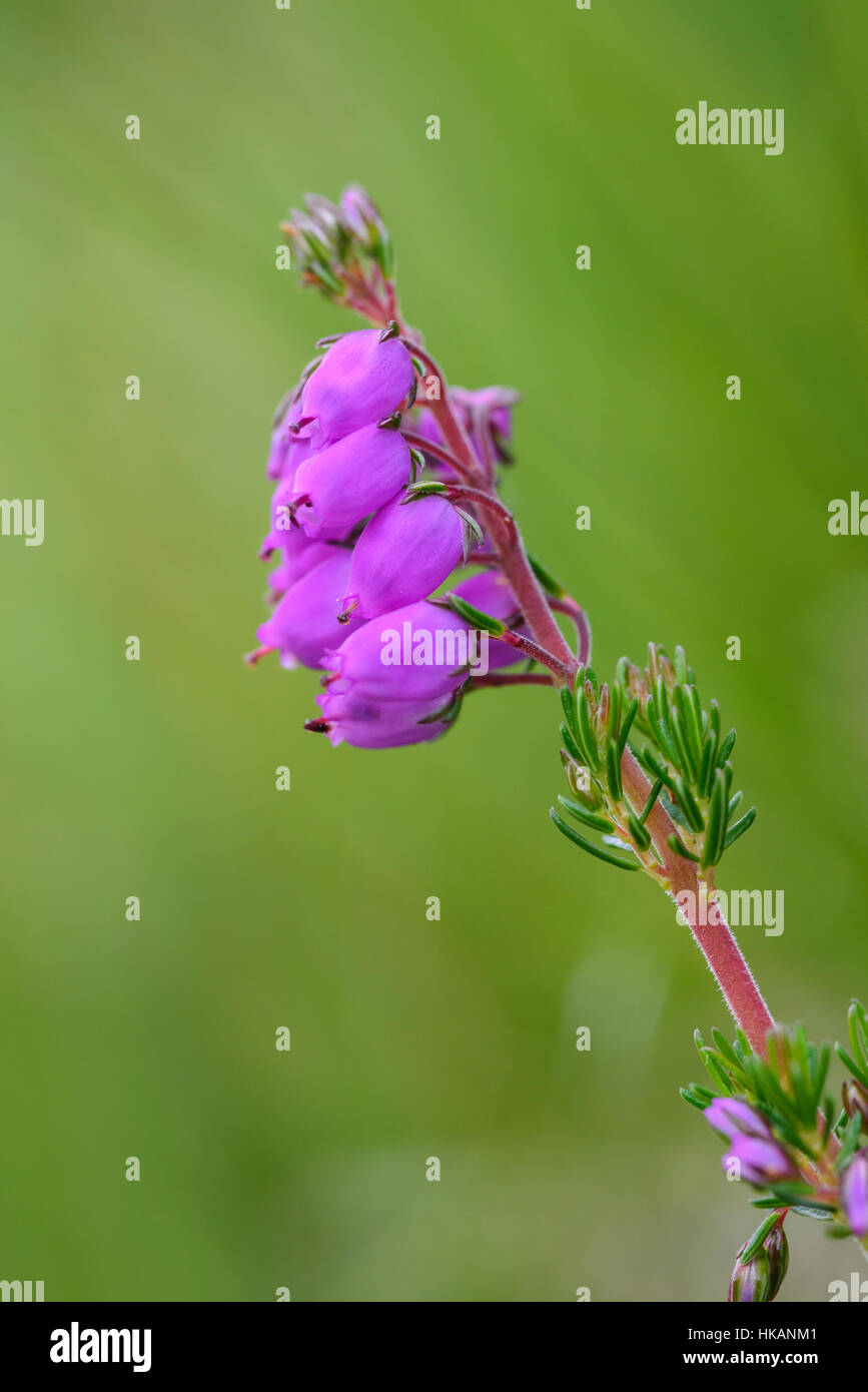 Bell Heather, Erica cinerea, wildflower, Dumfries & Galloway, Scotland Stock Photo