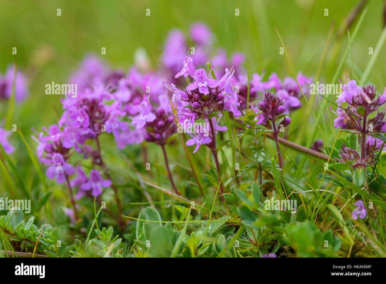 Wild Thyme, Thymus polytrichus, wildflower, Fleet Valley, Dumfries & Galloway, Scotland Stock Photo
