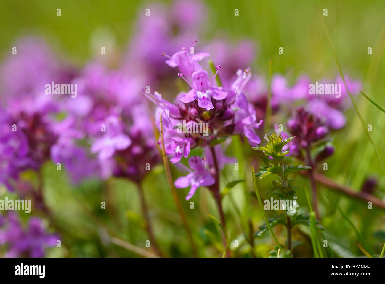Wild Thyme, Thymus polytrichus, wildflower, Fleet Valley, Dumfries & Galloway, Scotland Stock Photo