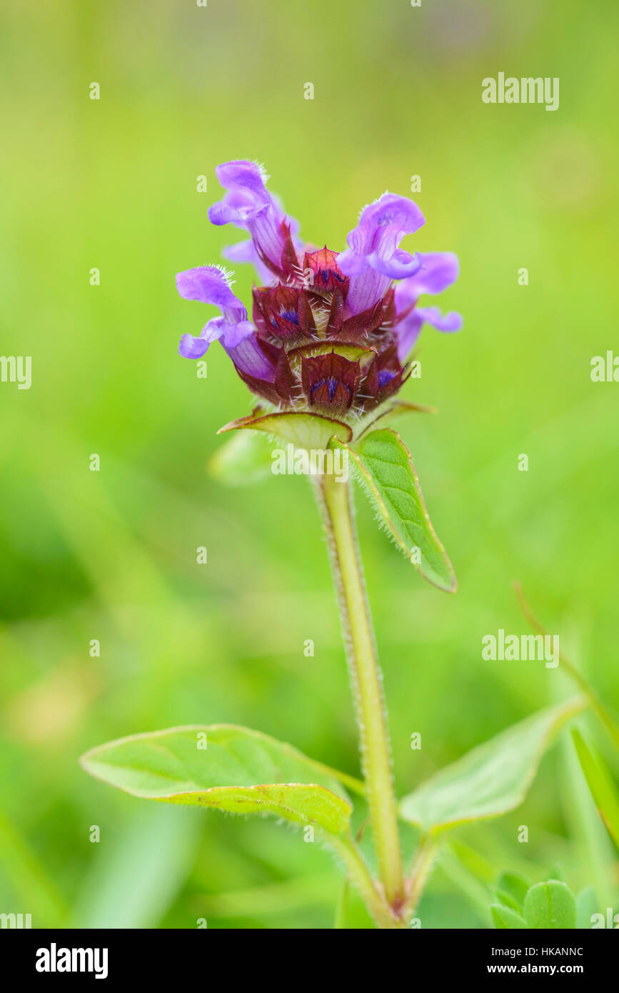 Selfheal, Prunella vulgaris, wildflower, Fleet Valley, Dumfries & Galloway, Scotland Stock Photo